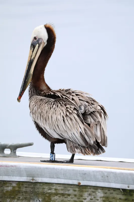 Brown Pelican, May 2, 2026