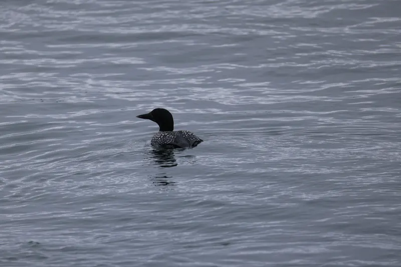 Common Loon, May 2, 2026