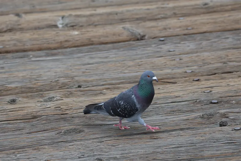 Rock Pigeon, May 2, 2026