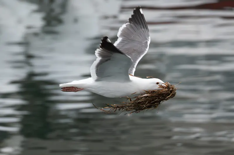 Western Gull, May 2, 2026