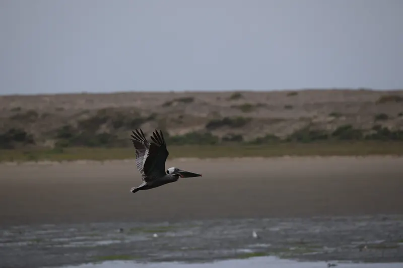 Brown Pelican, May 2, 2026