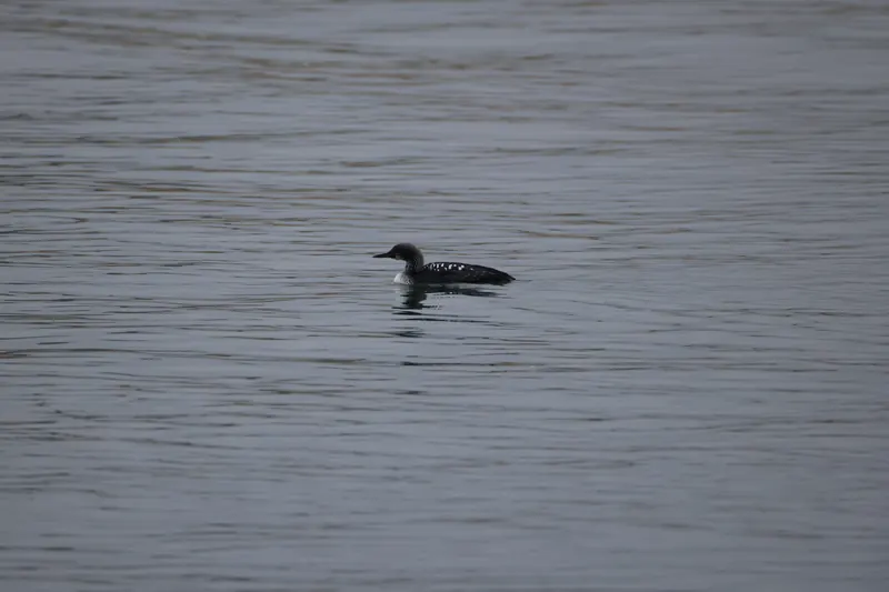 Common Loon, May 2, 2026