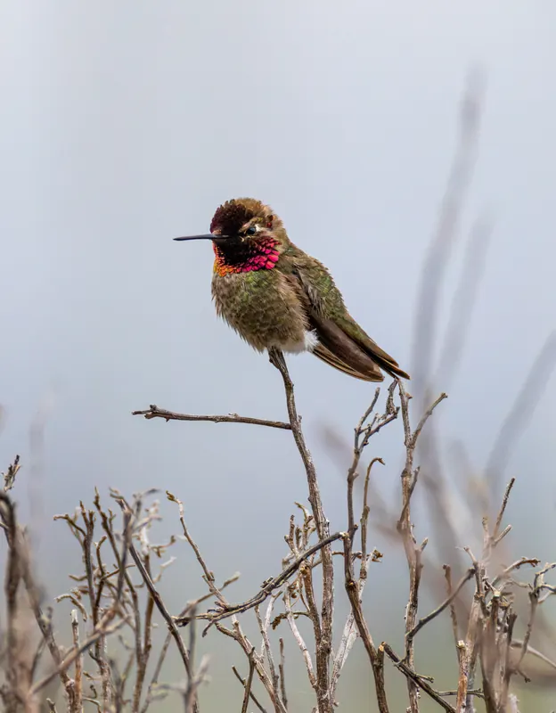 Anna's Hummingbird, May 2, 2026