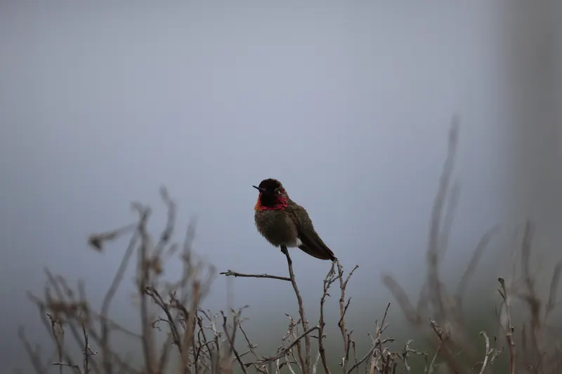 Anna's Hummingbird, May 2, 2026
