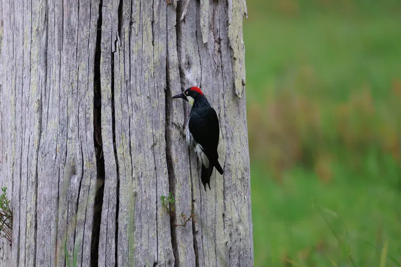 Acorn Woodpecker, May 2, 2026