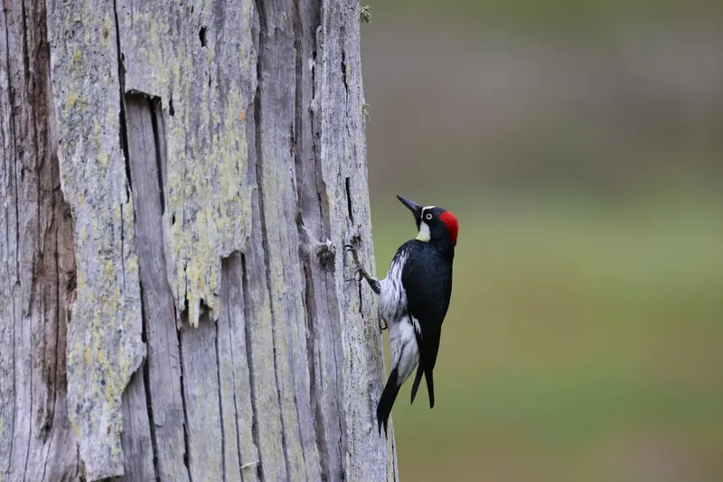Acorn Woodpecker, May 2, 2026