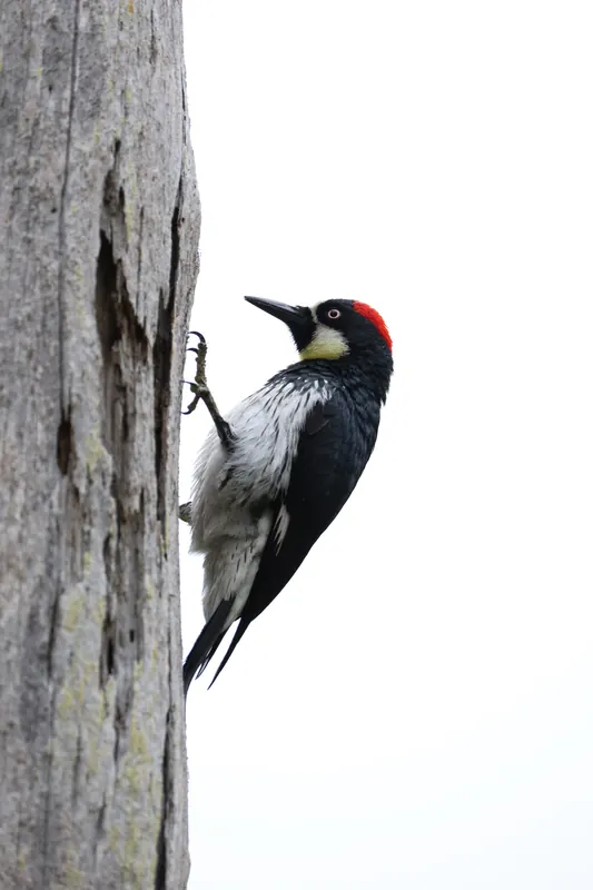Acorn Woodpecker, May 2, 2026