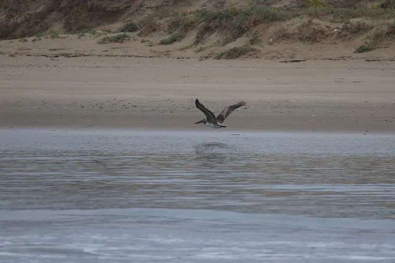 Brown Pelican, May 2, 2026