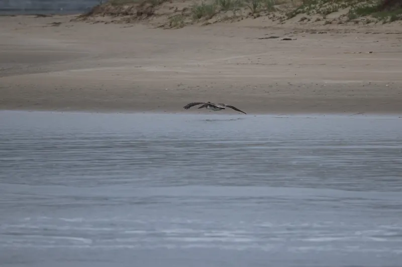 Brown Pelican, May 2, 2026