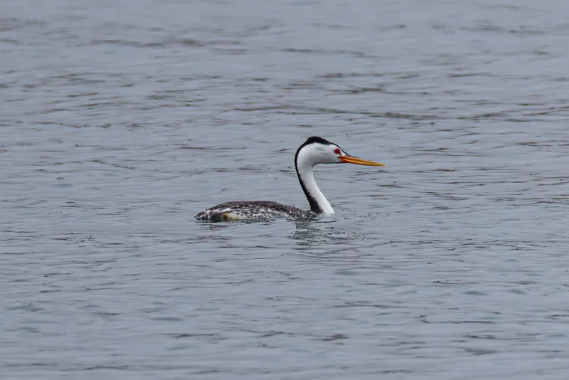 Clark's Grebe, May 2, 2026