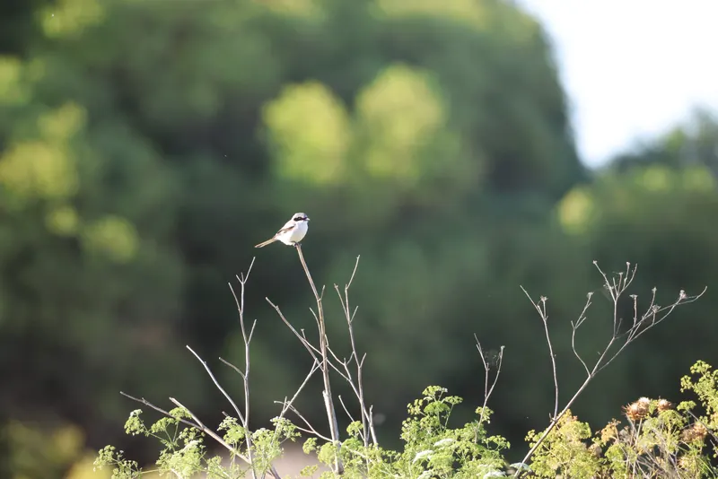 Loggerhead Shrike, May 17, 2026