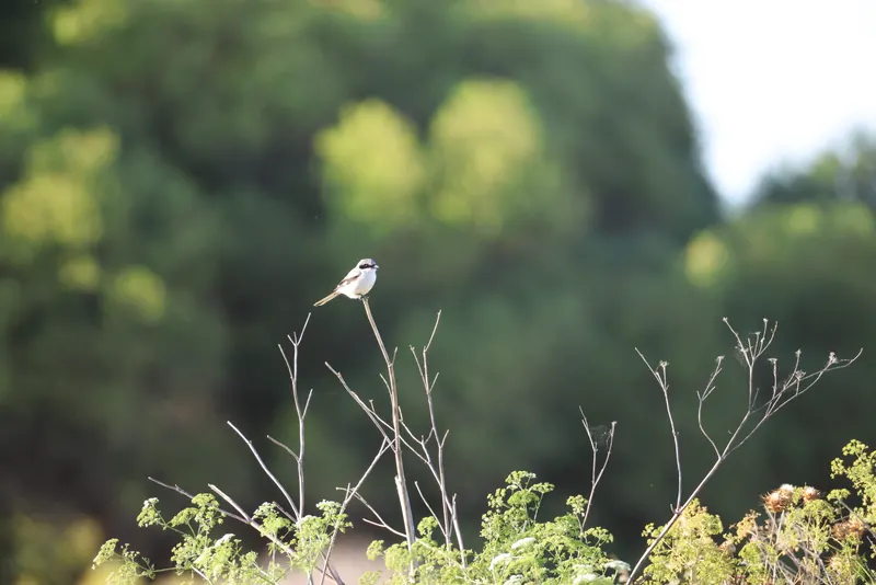 Loggerhead Shrike, May 17, 2026