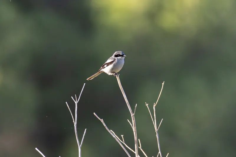 Loggerhead Shrike, May 17, 2026