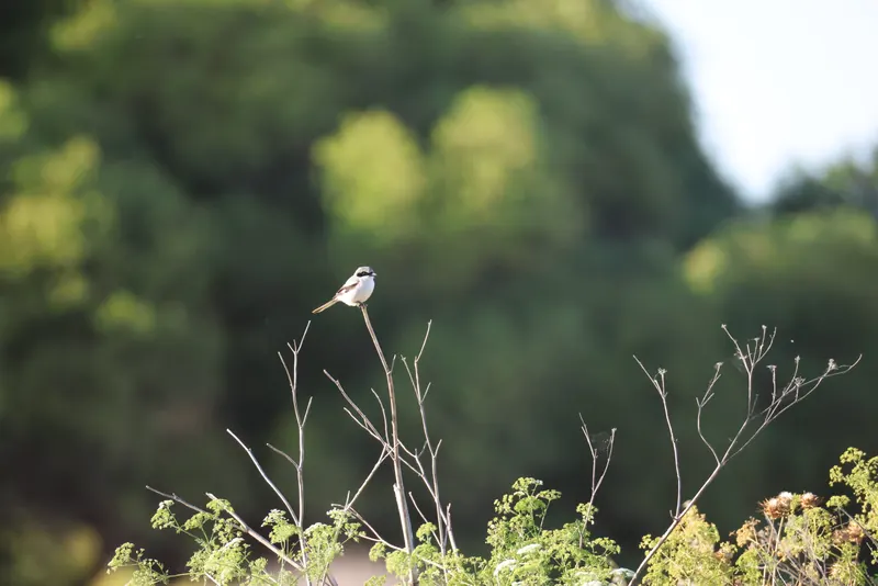 Loggerhead Shrike, May 17, 2026