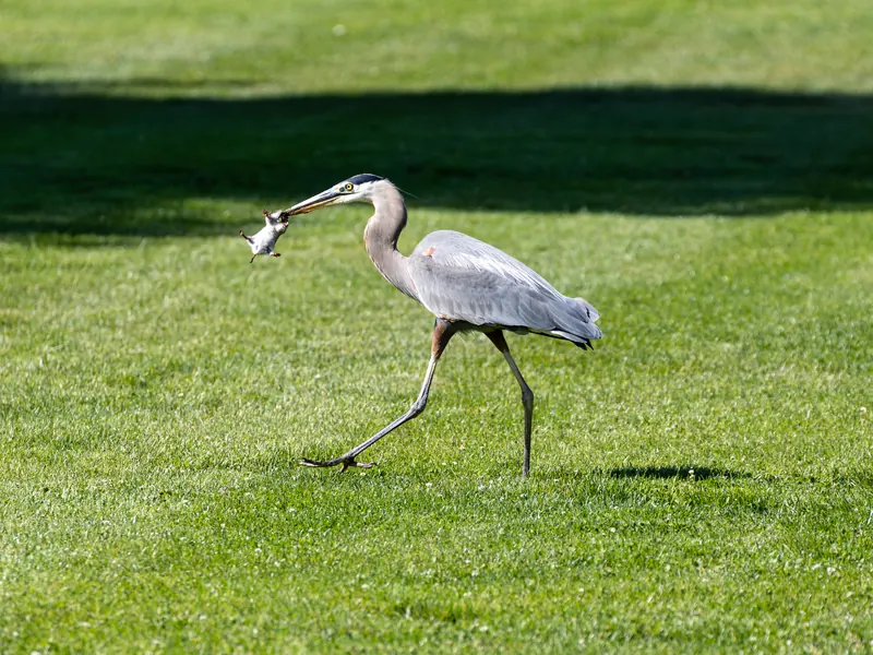 Great Blue Heron, May 21, 2026