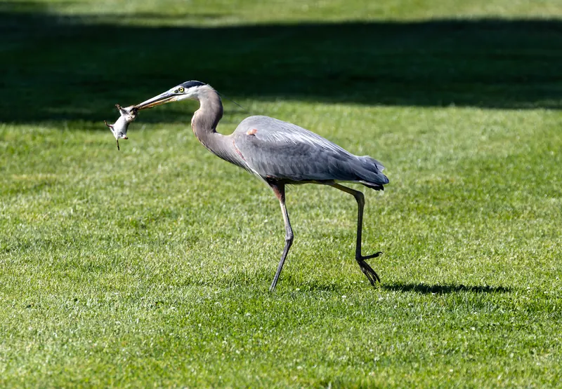 Great Blue Heron, May 21, 2026