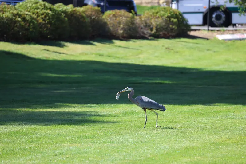 Great Blue Heron, May 21, 2026