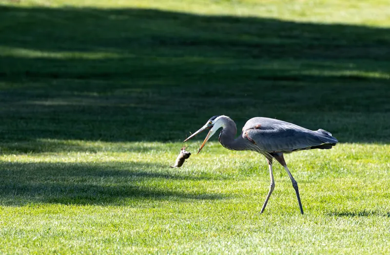 Great Blue Heron, May 21, 2026