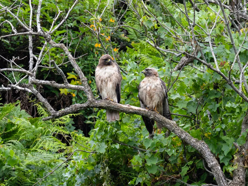 Red-tailed Hawk, May 22, 2026