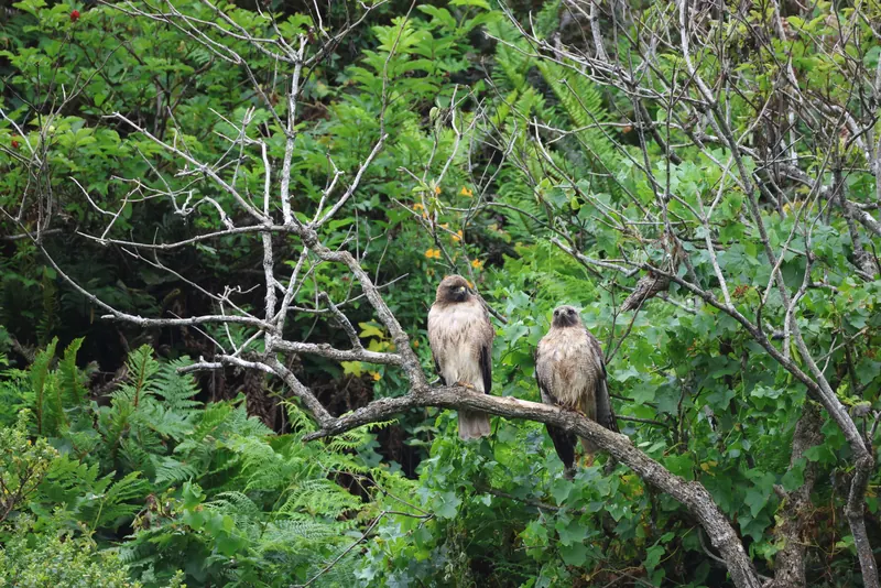 Red-tailed Hawk, May 22, 2026