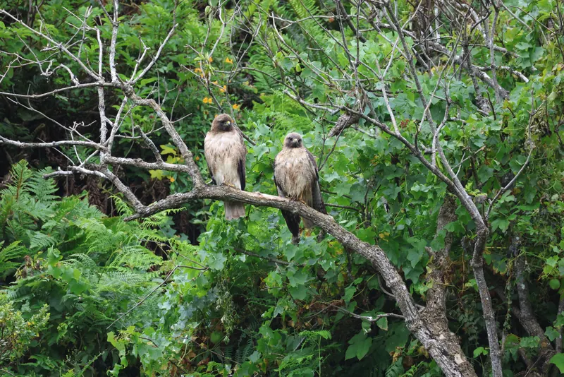 Red-tailed Hawk, May 22, 2026
