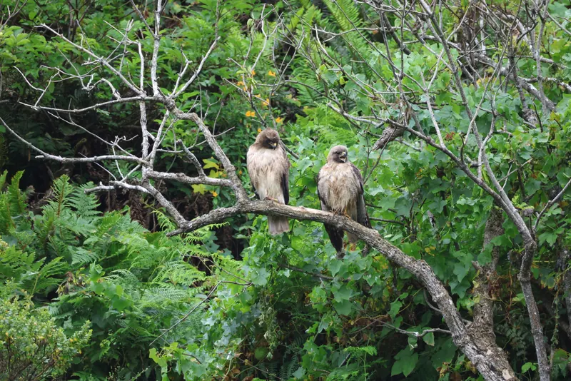 Red-tailed Hawk, May 22, 2026