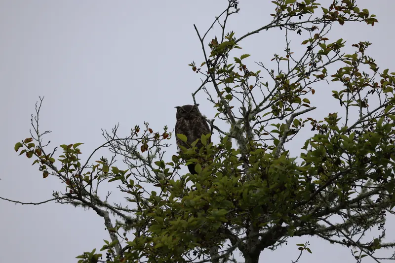Great Horned Owl, May 22, 2026