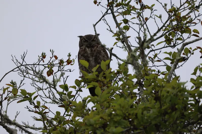 Great Horned Owl, May 22, 2026