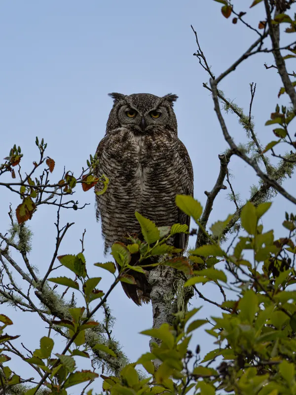 Great Horned Owl, May 22, 2026