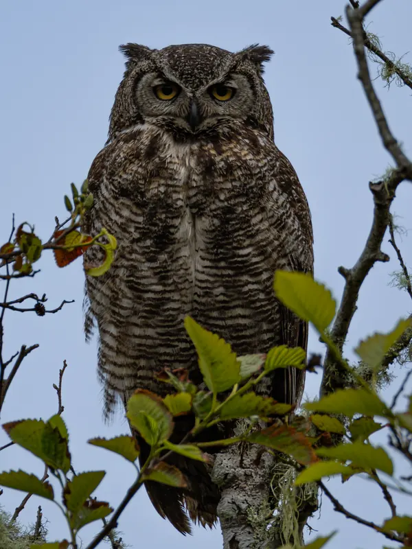 Great Horned Owl, May 22, 2026