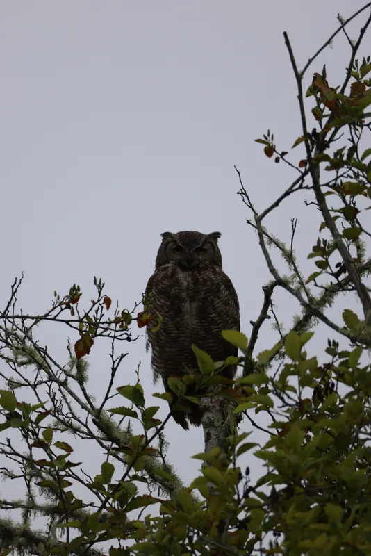 Great Horned Owl, May 22, 2026
