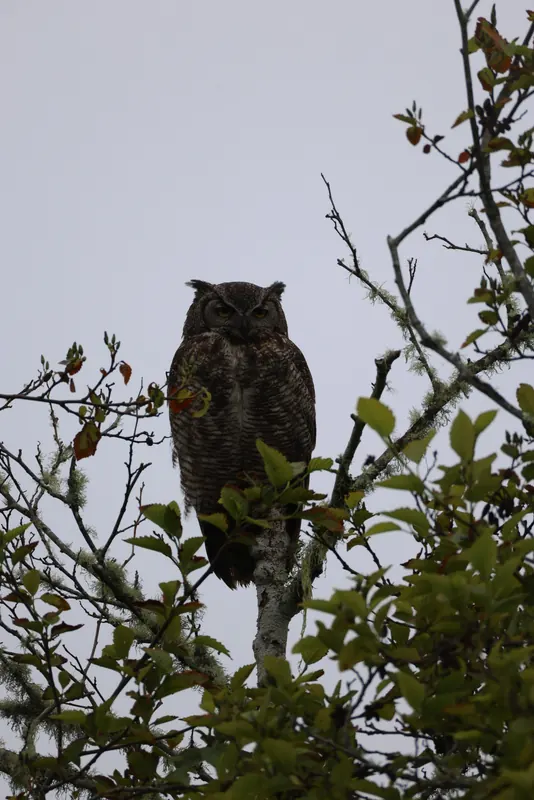 Great Horned Owl, May 22, 2026