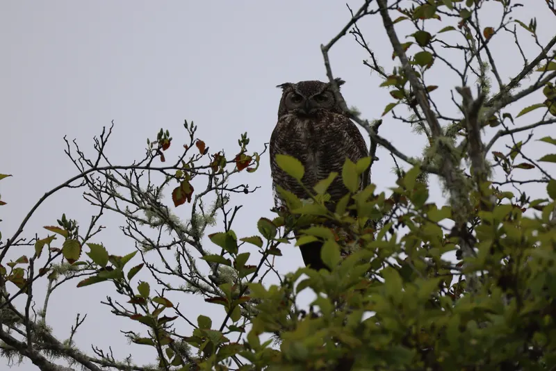Great Horned Owl, May 22, 2026