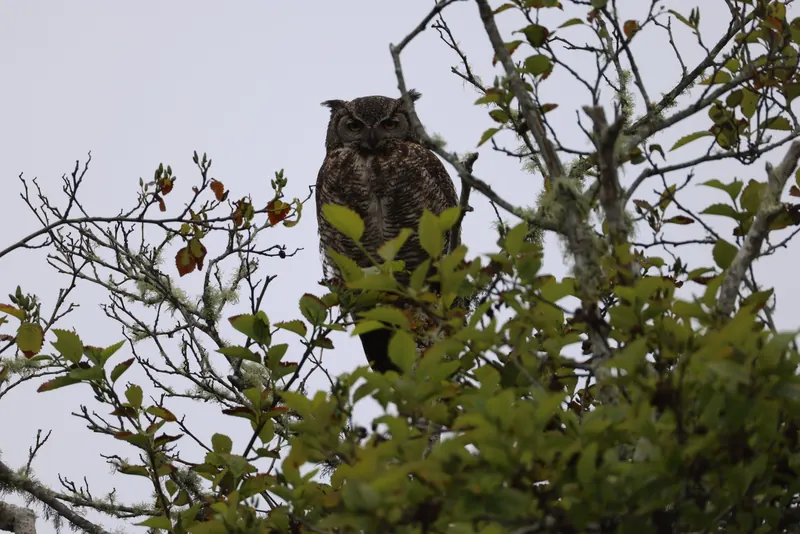 Great Horned Owl, May 22, 2026