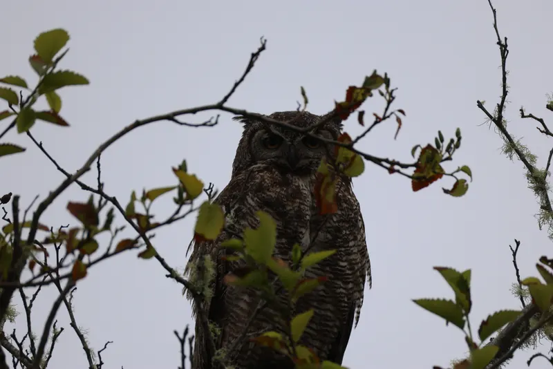 Great Horned Owl, May 22, 2026
