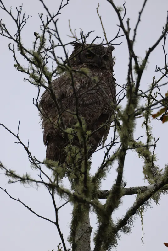 Great Horned Owl, May 22, 2026