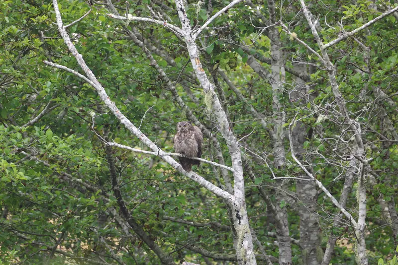 Great Horned Owl, May 22, 2026