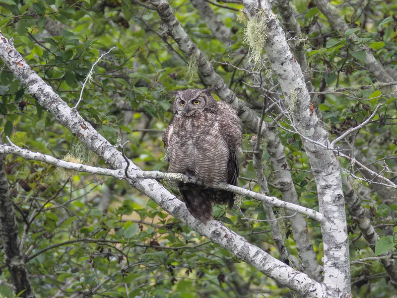 Great Horned Owl, May 22, 2026