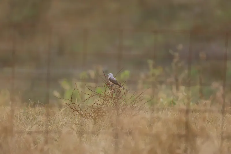 Scissor-tailed Flycatcher, May 22, 2026