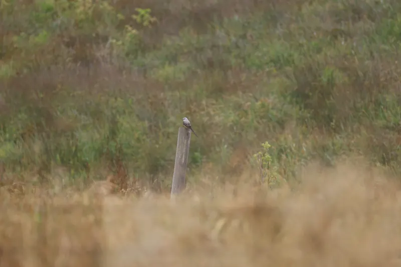 Scissor-tailed Flycatcher, May 22, 2026