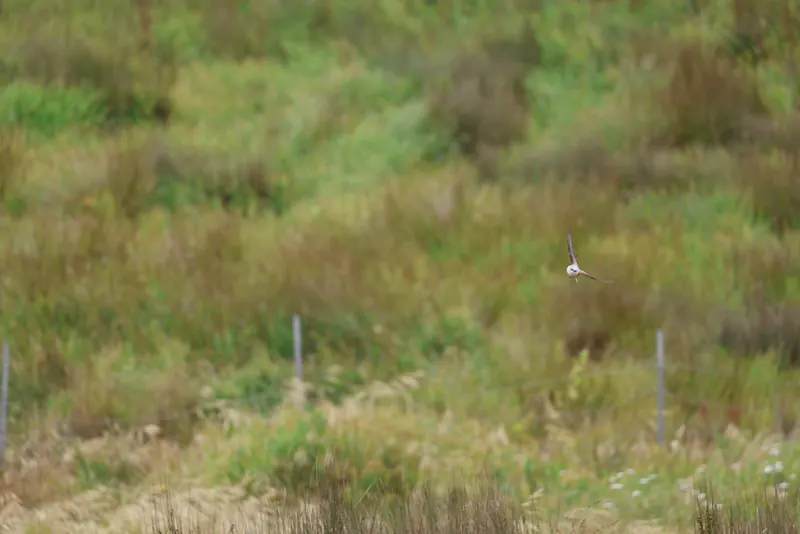 Scissor-tailed Flycatcher, May 22, 2026