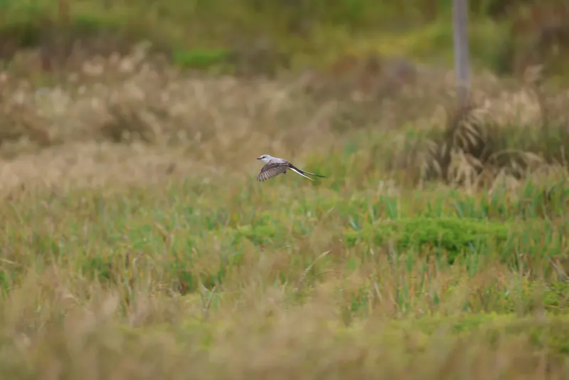 Scissor-tailed Flycatcher, May 22, 2026
