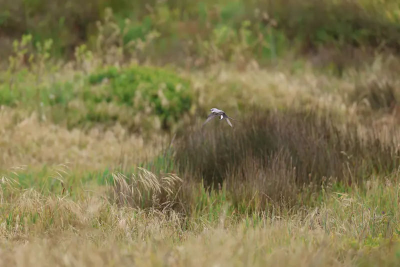 Scissor-tailed Flycatcher, May 22, 2026