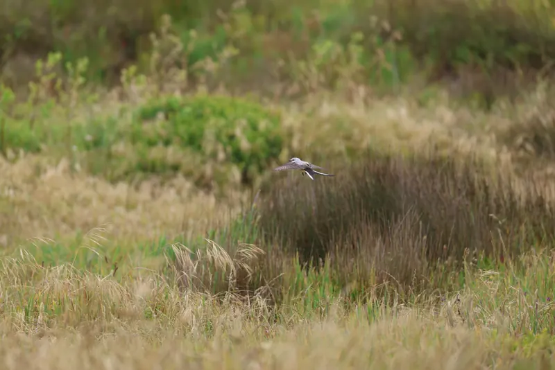 Scissor-tailed Flycatcher, May 22, 2026
