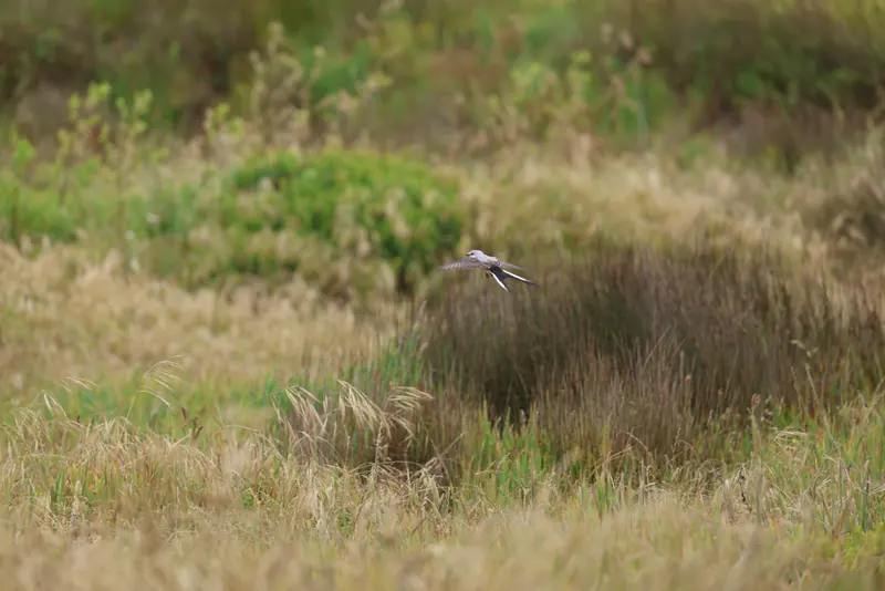 Scissor-tailed Flycatcher, May 22, 2026