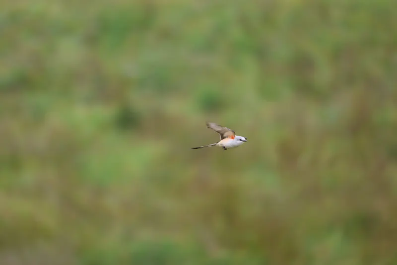 Scissor-tailed Flycatcher, May 22, 2026