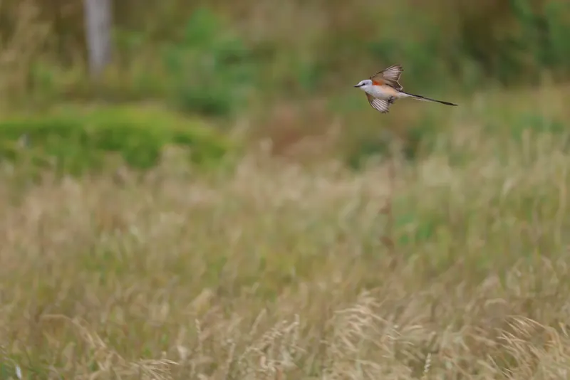 Scissor-tailed Flycatcher, May 22, 2026