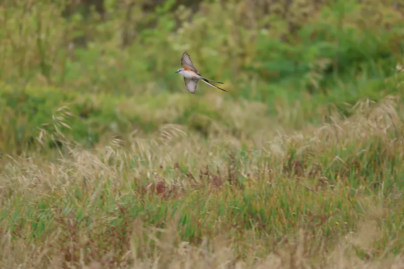 Scissor-tailed Flycatcher, May 22, 2026