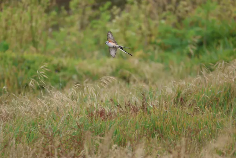Scissor-tailed Flycatcher, May 22, 2026