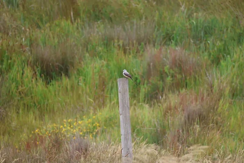 Scissor-tailed Flycatcher, May 22, 2026